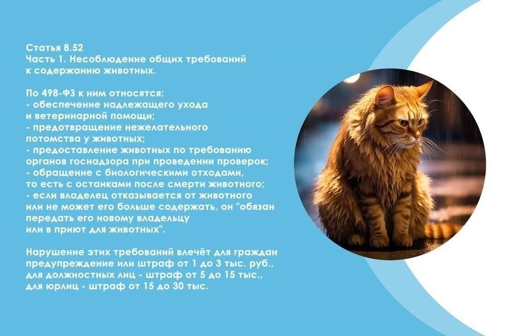 Правовая база для рассмотрения дел о жестоком обращении с животными в России